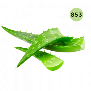 L'ARISÉ - 853 - Aloe Vera 2